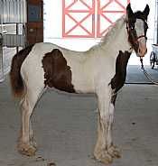 Lady Blue's Foal