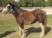 BH Lilly