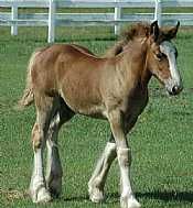 Buster Brown