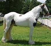 BH Cody