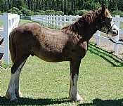 Grayson